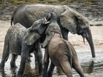 An expert team will assess habitat conditions and recommend preventive measures to reduce elephant mortality. (AFP/Representative)