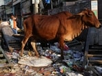 A labourer walks past a cow with his cart at a market in the old quarters of Delhi. 