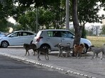 In the first four months of this year, 9,710 dog-bite cases have been recorded in Mohali. (HT photo)