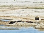 Sand mining often exceeds the river’s natural replenishment by several multiples, threatening banks with collapse while groundwater tables in surrounding areas plummet and animal and avian habitats are destroyed. (HT Archive)