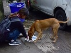 The 34 newly merged villages in the municipal limit have around 1.50 lakh stray dog population. (REPRESENTATIVE PHOTO)