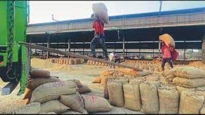 Even after protests by farmer unions and opposition parties against the new rules introduced during the recently concluded wheat procurement, Haryana agriculture and farmers welfare minister Shyam Singh Rana on Monday said that the change in issuing of gate passes and other rules will continue during the upcoming paddy purchase. (File Photo) Even after protests by farmer unions and opposition parties against the new rules introduced during the recently concluded wheat procurement, Haryana agriculture and farmers welfare minister Shyam Singh Rana on Monday said that the change in issuing of gate passes and other rules will continue during the upcoming paddy purchase. (File Photo)