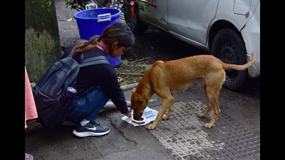 The 34 newly merged villages in the municipal limit have around 1.50 lakh stray dog population. (REPRESENTATIVE PHOTO) The 34 newly merged villages in the municipal limit have around 1.50 lakh stray dog population. (REPRESENTATIVE PHOTO)