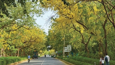 This moment in this intolerable heat, two citizens are strolling beneath the flowers. This moment in this intolerable heat, two citizens are strolling beneath the flowers.
