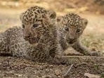 Forest officials said the area’s dense greenery and ample water availability make it highly conducive for wildlife habitation, especially for leopards and other species. (FOR REPRESENTATION ONLY)