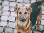Strays become helpless during the summer season. 