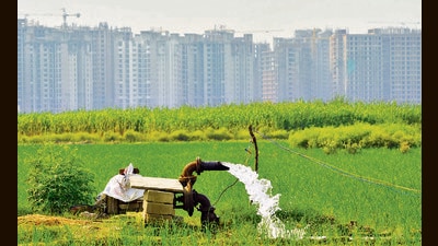 Officials said that under the scheme, districts have set targets to boost alternative crops, including maize, pulses, and oil seeds. (HT) Officials said that under the scheme, districts have set targets to boost alternative crops, including maize, pulses, and oil seeds. (HT)