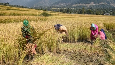 Farming (PTI) Farming (PTI)