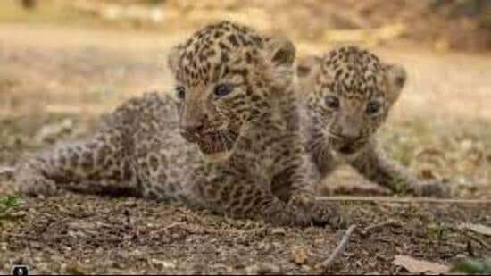 Forest officials said the area’s dense greenery and ample water availability make it highly conducive for wildlife habitation, especially for leopards and other species. (FOR REPRESENTATION ONLY)