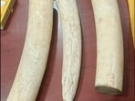 DRI cracks inter-state illegal elephant ivory trade, 3 held in Mysuru