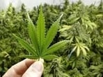 Ladakh lieutenant governor, VK Saxena directed the director general of police (DGP) to ensure strict enforcement against the drug menace and launch a crackdown against drug traffickers and their hideouts.