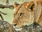 The deaths were reported from the Gir East and Gir West divisions of Gir National Park and Wildlife Sanctuary.