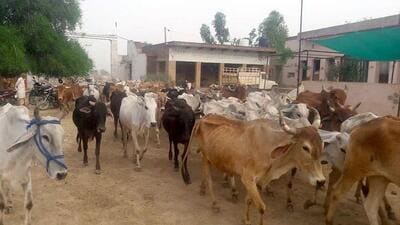 “Special arrangements such as shaded areas, clean and cool drinking water, fans and cooling systems should be ensured at all cow shelters so that the cattle do not face any inconvenience during the heatwave. Directions have been issued to ensure adequate arrangements,” additional district magistrate (ADM) (judicial) Priyanka told HT. (HT Archive) “Special arrangements such as shaded areas, clean and cool drinking water, fans and cooling systems should be ensured at all cow shelters so that the cattle do not face any inconvenience during the heatwave. Directions have been issued to ensure adequate arrangements,” additional district magistrate (ADM) (judicial) Priyanka told HT. (HT Archive)