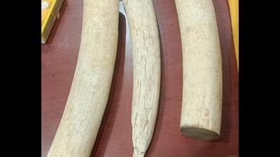 DRI cracks inter-state illegal elephant ivory trade, 3 held in Mysuru DRI cracks inter-state illegal elephant ivory trade, 3 held in Mysuru