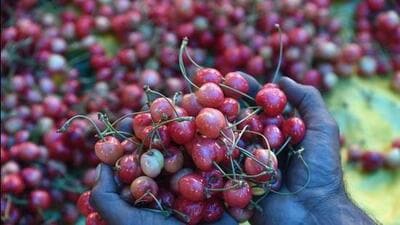 During the ongoing cherry season in Jammu and Kashmir, around 43 tonnes of fresh cherries from Kashmir have been safely delivered to major markets across the country via rail service, said officials on Wednesday.