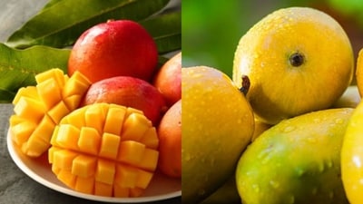 Alphonso Vs Kesar Mango Nutrition Faceoff (Freepik) Alphonso Vs Kesar Mango Nutrition Faceoff (Freepik)