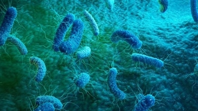 Salmonella bacteria infect the stomach, causing symptoms such as diarrhoea, fever and pain. (Getty Images/iStockphoto) Salmonella bacteria infect the stomach, causing symptoms such as diarrhoea, fever and pain. (Getty Images/iStockphoto)