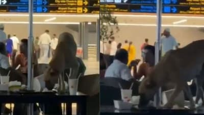 Stray dog eating food leftovers at Rajiv Gandhi International Airport. (X/@gharkekalesh)