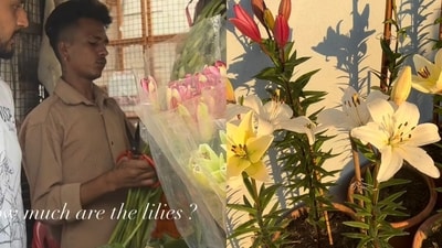 A woman was shocked by the price of lilies at a flower shop. (Instagram/@1976khati) A woman was shocked by the price of lilies at a flower shop. (Instagram/@1976khati)