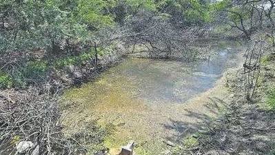 A petition filed by the SP-CHETNA to the NGT, contended that the Kitchener lake is entirely covered in algae, leaving no visible patch of water. (HT) A petition filed by the SP-CHETNA to the NGT, contended that the Kitchener lake is entirely covered in algae, leaving no visible patch of water. (HT)