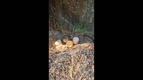 During firefighting operations, forest guards also rescued two newborn peachicks from Ramnagar forest fire. (HT Photo)