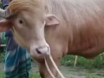‘Donald Trump’ the buffalo won't be sacrificed on Eid al-Adha in Bangladesh, thanks to its viral fame