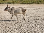 A cow walks on the dried-up bed of Sanjay Lake amid heatwave conditions, in New Delhi, Wednesday, May 20