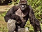 White House mocked for paying lengthy tribute to ‘legend’ Harambe