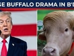 trump trump