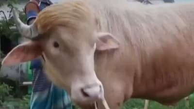 ‘Donald Trump’ the buffalo won't be sacrificed on Eid al-Adha in Bangladesh, thanks to its viral fame (X) ‘Donald Trump’ the buffalo won't be sacrificed on Eid al-Adha in Bangladesh, thanks to its viral fame (X)