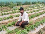 A farmer in his strawberry farm in Fatehpur (HT)