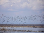 With nearly 600 recorded bird species across its diverse wetlands, forests, and alpine habitats, J&K is transforming its avian sanctuaries into eco-tourism hubs. (HT File)