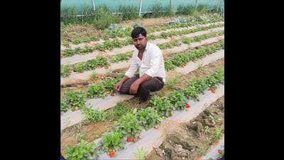 A farmer in his strawberry farm in Fatehpur (HT) A farmer in his strawberry farm in Fatehpur (HT)