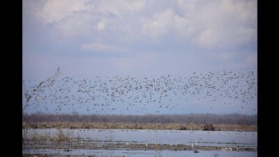 With nearly 600 recorded bird species across its diverse wetlands, forests, and alpine habitats, J&K is transforming its avian sanctuaries into eco-tourism hubs. (HT File) With nearly 600 recorded bird species across its diverse wetlands, forests, and alpine habitats, J&K is transforming its avian sanctuaries into eco-tourism hubs. (HT File)