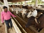 “Tudi”, prepared from wheat straw after harvesting and threshing, forms a crucial part of cattle feed in Punjab. (HT FILE PHOTO)