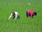 అన్నదాతలకు గుడ్ న్యూస్(image by Anuwar hazarika)