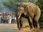 An elephant herd from Dalma in Jharkhand (PTI FILE) An elephant herd from Dalma in Jharkhand (PTI FILE)