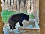 The National Zoological Park has introduced a two-shift rotation system for animals and expanded cooling facilities