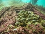 Ghost gear traps and kills an estimated 136,000 seals, sea lions and large whales worldwide each year, according to World Animal Protection. (The Pearl Protectors)