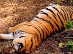 The directive came on a petition filed by Mumbai-based advocate and wildlife enthusiast Subit Chakraborty, who raised concerns over recent tiger deaths linked to Canine Distemper Virus (CDV) infections.