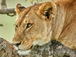 Lions within a 10 km radius have been isolated and deticking operations are being carried out in Gir and surrounding regions.