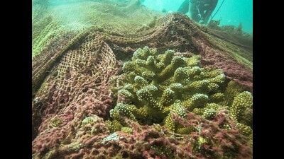 Ghost gear traps and kills an estimated 136,000 seals, sea lions and large whales worldwide each year, according to World Animal Protection. (The Pearl Protectors) Ghost gear traps and kills an estimated 136,000 seals, sea lions and large whales worldwide each year, according to World Animal Protection. (The Pearl Protectors)