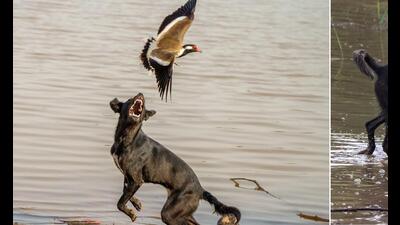 Lapwings executing diversionary actions to save their chick from a stray dog at Sukhna lake. (Dr Rajiv Narwal) Lapwings executing diversionary actions to save their chick from a stray dog at Sukhna lake. (Dr Rajiv Narwal)
