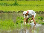 కౌలు రైతు గోడు పట్టదా..? (Photographed by Hemant Mishra/Mint)