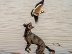 Lapwings executing diversionary actions to save their chick from a stray dog at Sukhna lake. (Dr Rajiv Narwal)