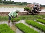 Paddy remains the principal Kharif crop in Uttar Pradesh, accounting for more than 60% of the total cultivable area in the state. (File)