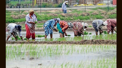 Any prolonged disruption in electricity supply can adversely affect irrigation schedules and agricultural operations. (HT PHOTO)