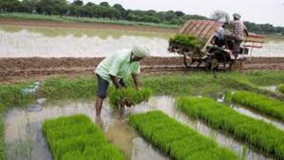 Paddy remains the principal Kharif crop in Uttar Pradesh, accounting for more than 60% of the total cultivable area in the state. (File) Paddy remains the principal Kharif crop in Uttar Pradesh, accounting for more than 60% of the total cultivable area in the state. (File)
