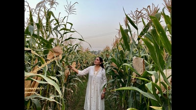 Principal maize breeder at Punjab Agricultural University Surinder Kaur Sandhu at a farm of newly developed hybrid maize PMH 17. (Sanjeev Kumar/HT)
