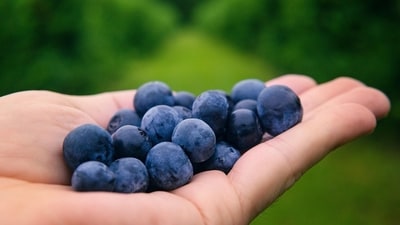Blueberries are being acknowledged as an important inclusion in a healthy bone diet, thanks to their high antioxidant and anti-inflammatory capabilities. (Pexels) Blueberries are being acknowledged as an important inclusion in a healthy bone diet, thanks to their high antioxidant and anti-inflammatory capabilities. (Pexels)